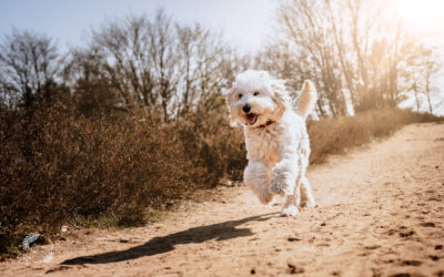 Flying Goldendoodle